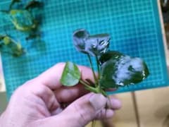アヌビアスナナ　5株　水上栽培　無農薬のサムネイル