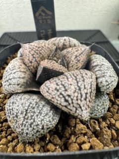 ハオルチア 「ピクタY氏No.1253」多肉植物 - メルカリ