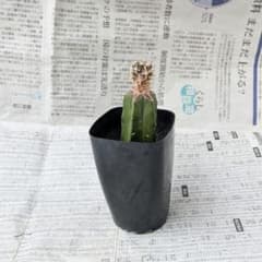 ペディオカクタス メンゼリー 飛鳥 接ぎ木 サボテン おまけ付 難あり