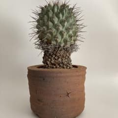 日曜まで！1週間限定出品】 ハオルチア スウェイ H. 'Sway' 多肉植物