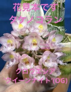 104 タケノコラン Clowesia 'Queen knight'(OG) - メルカリ