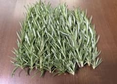 栽培期間中農薬不使用 ローズマリー カット苗 約15cm 20本(愛知県産