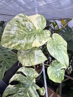 LG5 モンステラ レガシー 美斑入り健康株 - メルカリ