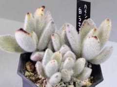 白うさぎ ミニ苗 カランコエ 兎耳シリーズ 多肉植物 うさぎ - メルカリ