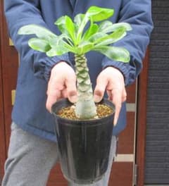 【現品】ブリガミア・インシグニス (アルラ) ハワイアンパーム　5号　２A番 現品】ブリガミア・インシグニス (アルラ) ハワイアンパーム 5号 M2番