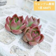 ウォングム農場◎アラベスク◎多肉植物 カット苗 輸入苗 エケベリア等