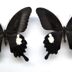 m85535641887_1.jpg?1756202436