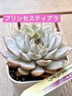 特大　熟株　美苗　ミックスベリア プリンセスティアラ おらいさん　プレステラ90
