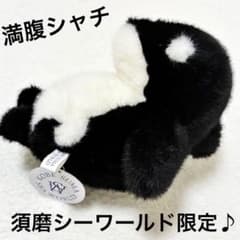 【残り3点】須磨シーワールド限定　まんぷくシャチ　満腹シャチ　計1点 須磨シーワールド限定 まんぷくシャチ 満腹シャチ 計1点 - メルカリ