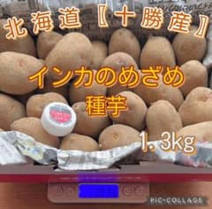 北海道〖十勝産〗 インカのめざめ種芋 1.3kg ① - メルカリ