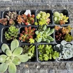 多肉植物 カット苗 セット♡のサムネイル