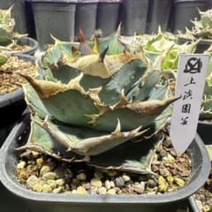 862 【上澳園芸】アガベ チタノタ グラトニー Gluttony 良質子株
