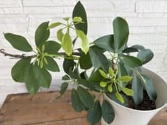 シェフレラ カポック 観葉植物　新芽多数　曲がり樹形のサムネイル