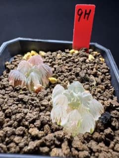 18a 多肉植物 ハオルチア　原種オブツーサ錦　自家繁殖　鉢植え発送 9h 多肉植物 ハオルチア オブツーサ錦2本 自家繁殖 鉢植え発送 - メルカリ