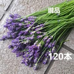 ラベンダー 切り花 生花120本のサムネイル