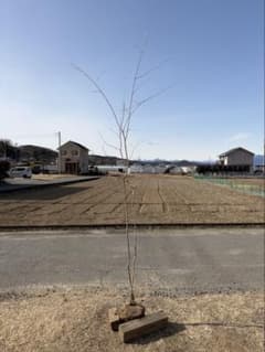 山採り アオダモ 自然樹形 株立ち 2本立ち - メルカリ