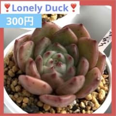 ❣️ロンリーダック❣️現品 エケベリア 寄せ植え 多肉弁当 多肉植物