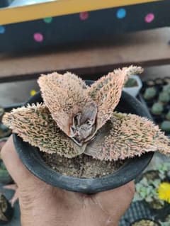 アロエ　ロウルサンコ産デブテンプラ　限定1株 アロエ ロウルサンコ産デブテンプラ 限定1株 - メルカリ