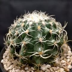 m85555032751_1.jpg?1766228532