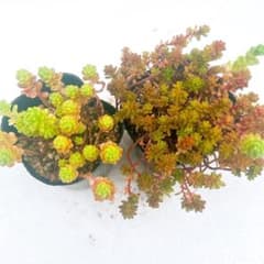 多肉植物 紅葉セダム 抜き苗 2ポット オカタイトゴメ モリムラ