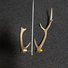 自然な形状の蝦夷鹿角 約43cm - メルカリ
