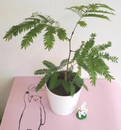 ❤️エバーフレッシュ⭐️新芽が出てきてます❤️のサムネイル