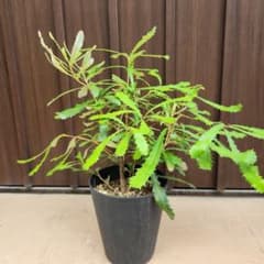 コーストバンクシア 鉢植えK オージープランツ ドライガーデン 苗 苗木