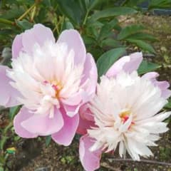 芍薬の種のサムネイル