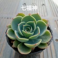 多肉植物✩.*˚七福神 抜き苗 多肉植物✩.*˚七福神 抜き苗 3e5e290e6488cc90e8386a5dcc0832 多肉植物