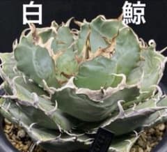アガベ チタノタ 白鯨 優良株 抜き苗 オテロイ - メルカリ