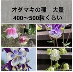 オダマキ種 大量 400〜500粒くらい MIX ピンク,白,紫など - メルカリ