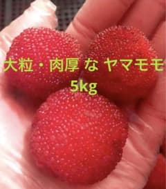 大粒・肉厚ヤマモモ ベリー果実 5kg　　　杨梅 楊梅　シリカ50%の岩盤土壌のサムネイル