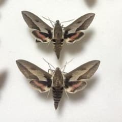 欧州のピンクスズメガ ペア 標本 昆虫 蛾 - メルカリ