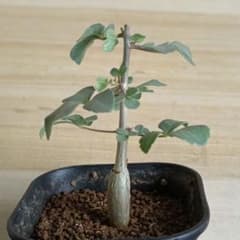 412 コミフォラ エイル Commiphora spp 実生 簡単に葉が落ちる 410 コミフォラ エイル Commiphora spp 実生 簡単に葉が落ちる - メルカリ