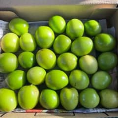 沖縄県産 規格外品 フレッシュナツメ700g 沖縄県産 規格外品 フレッシュナツメ700g - メルカリ