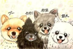 포메라니안 캐리커쳐☆우리의 아이☆일러스트☆선물☆치와와☆개☆닥스☆두 시바