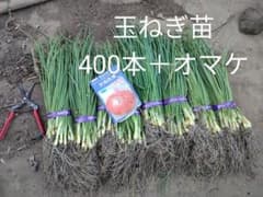 玉ねぎ苗のサムネイル