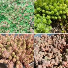 多肉植物セダムなど　お好きな多肉10種類カットします☺︎のサムネイル