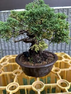 盆栽 真柏 捻転幹 鉢植え値下げ - メルカリ