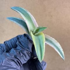 アガベ チタノタ 黄嶺黄覆輪 子株 希少株 極上斑 特選コレクション株