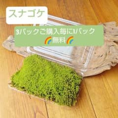 極上 スナゴケ砂苔 22cm×14cm×4.6cm 3パック毎にオマケ1パック