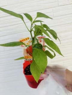 フルーティーな味わいのミニパプリカのサムネイル