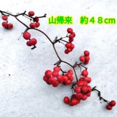 【ご予約No.4】［ふくまる］サンキライ赤 無農薬☆山帰来（サンキライ）枝1本☆約48cm☆観賞用☆赤い実