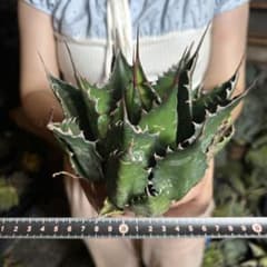 アガベ　イラン産　モンタナ 614 アガベ イラン産 “モンタナ”大株 極上 特選株 - メルカリ