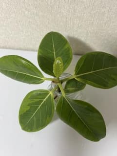 フィカス　アルテシマ　ゴムの木のサムネイル