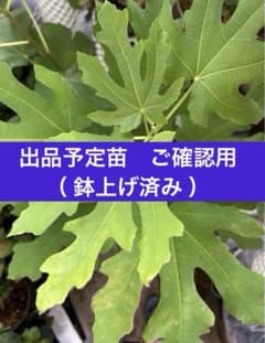 超メルカリ市 出品予定苗 ご確認用 - メルカリ