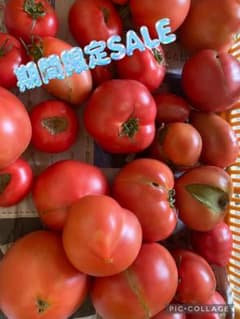 ※今日期間限定!! 【規格外】新潟県産桃太郎トマト 約5kg 産地直送のサムネイル