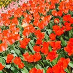 yyyukkki.さまのサムネイル