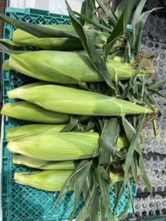 北海道産　とうもろこし　10本のサムネイル