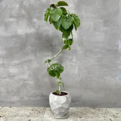 大型　フィカス　ウンベラータ　螺旋仕立て　9号　陶器鉢　植え込み発送 大型 フィカス ウンベラータ 螺旋仕立て 9号 陶器鉢 植え込み発送